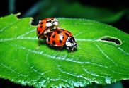 Cohabitation Agrement
